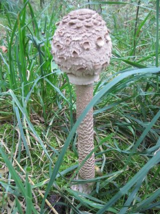 Parasolpilz