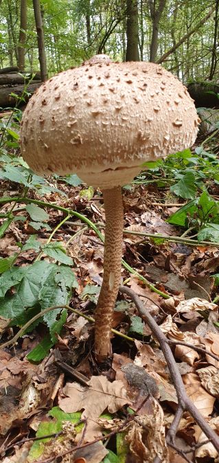 Parasolpilz