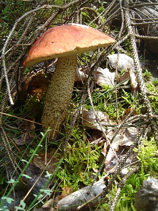 Rotkappe
