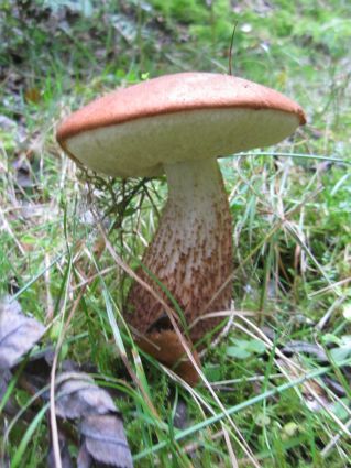 Rotkappe